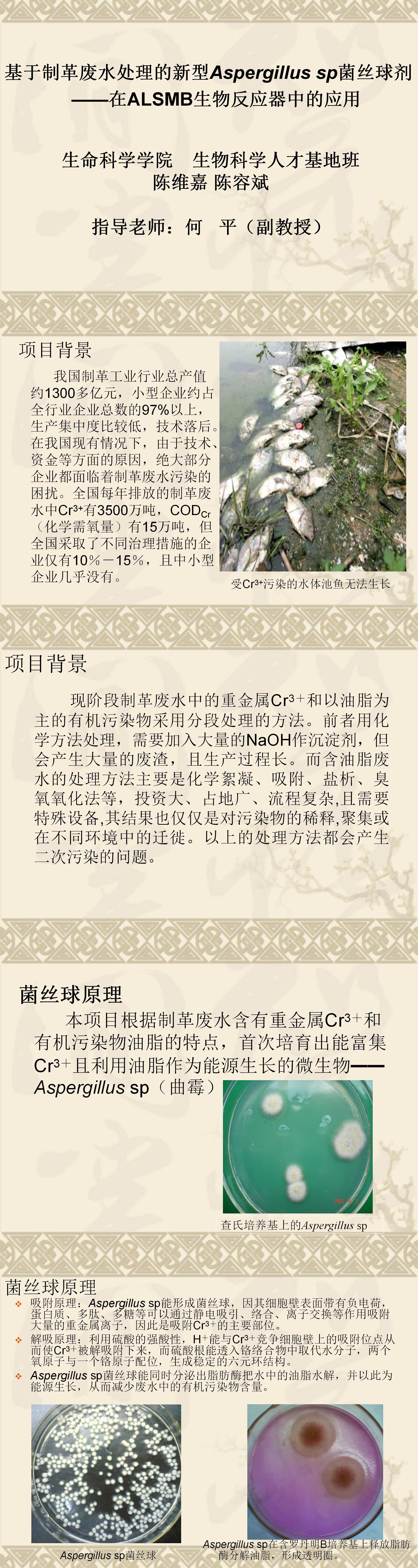基于制革废水处理的新型Aspergillus sp菌丝球剂—在ALSMB生物反应器中的应用-PPT