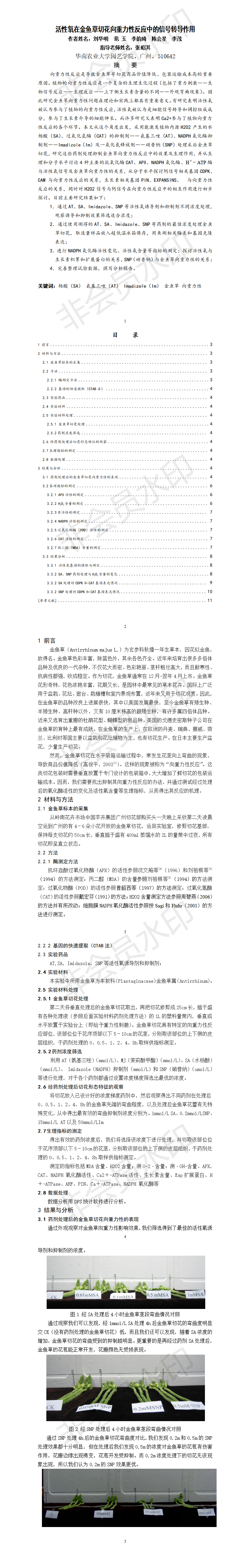 活性氧在金鱼草切花向重力性反应中的信号转导作用-项目成果