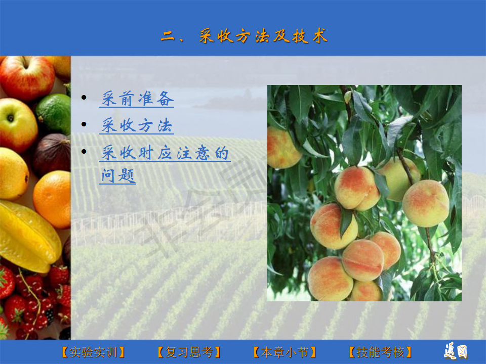 果蔬采后商品化处理与运输-PPT