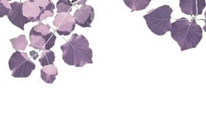 2025“天山杯”全国大学生葡萄与葡萄酒艺术创意大赛